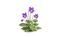 Violet