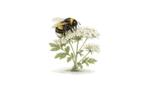 Buff-tailed Bumblebee