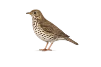 Song Thrush