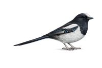 Magpie
