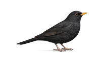 Blackbird