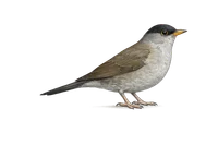 Blackcap