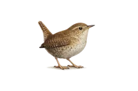 Wren
