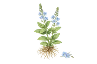 Speedwell