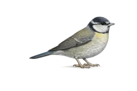 Blue Tit