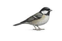 Coal Tit