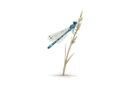 Common Blue Damselfly