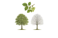 Elm