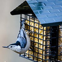 Bird Feeders & Feed