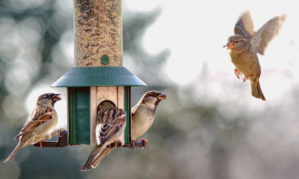 Bird Seed and Feeders