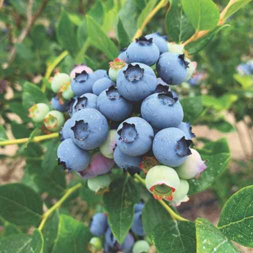 Close up of the Blue Crop blueberries in a table