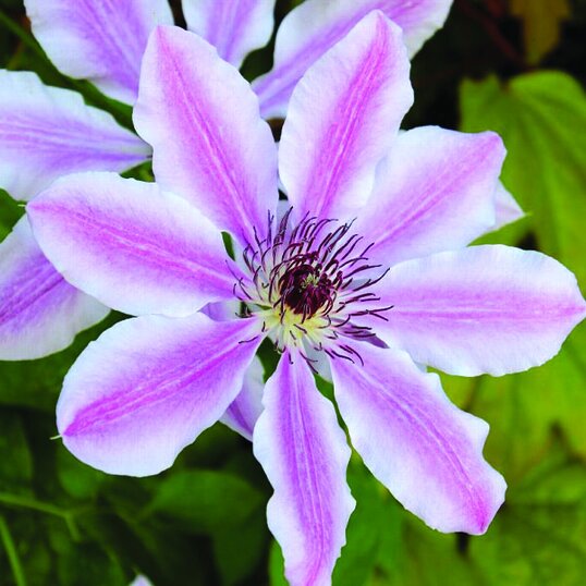 Vines showing a close up of a clematis vine