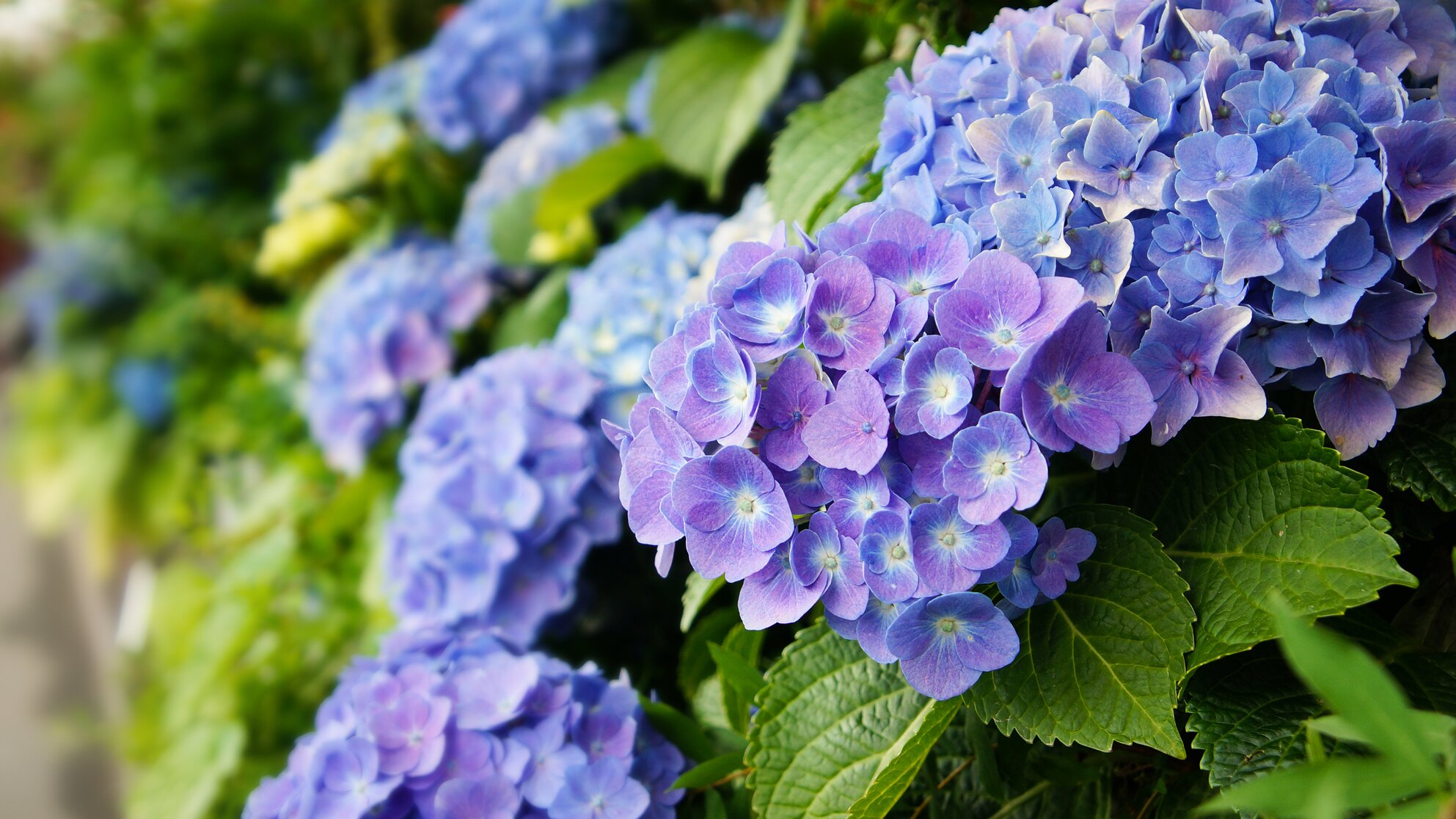 Deep Blue flowering hydrangea close up