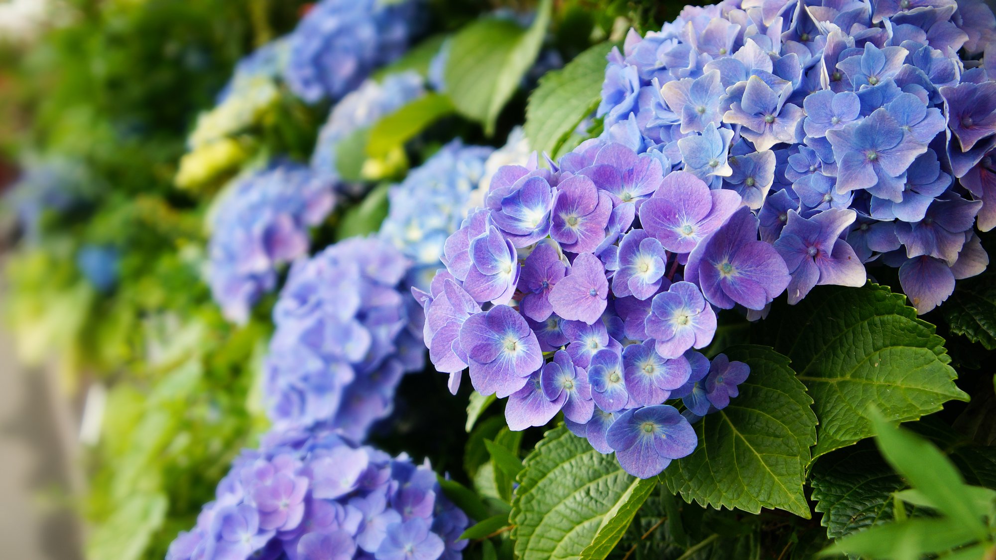 Deep Blue flowering hydrangea close up