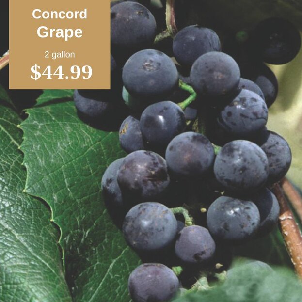 Concord Grape 2 gallon $44.99