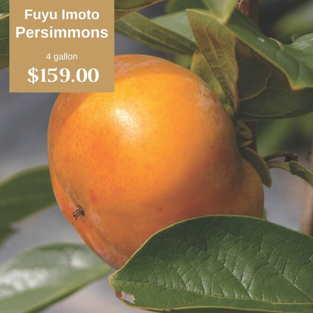 Fuyu Imoto Persimmons 7 gallon $159.00