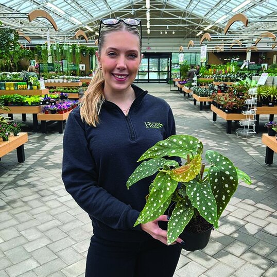 A woman holding a polka dot begonia rare indoor plant inside a greehhouse