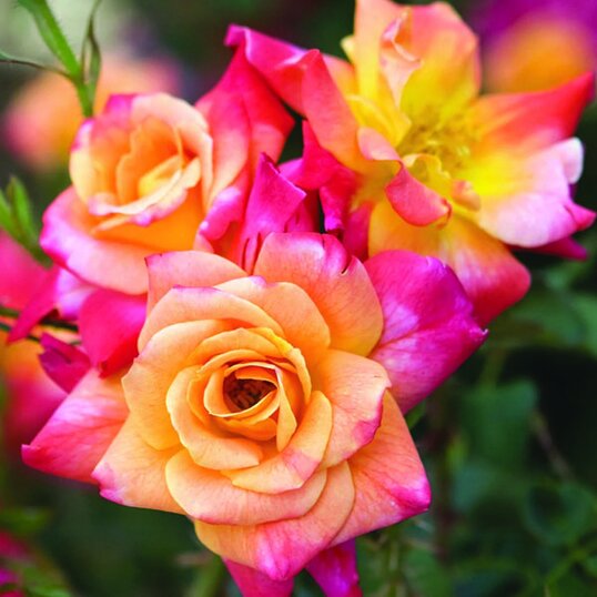 Garden Roses variety Joseph's Coat climbing rose in shades of orange, yellow and pink