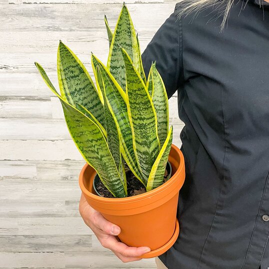 A woman holding a 6-inch snake plant in a terra cotta pot