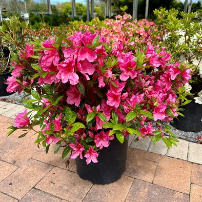 Tradition variety azalea with pink flowers in a black pot at Hicks Nurseries. 