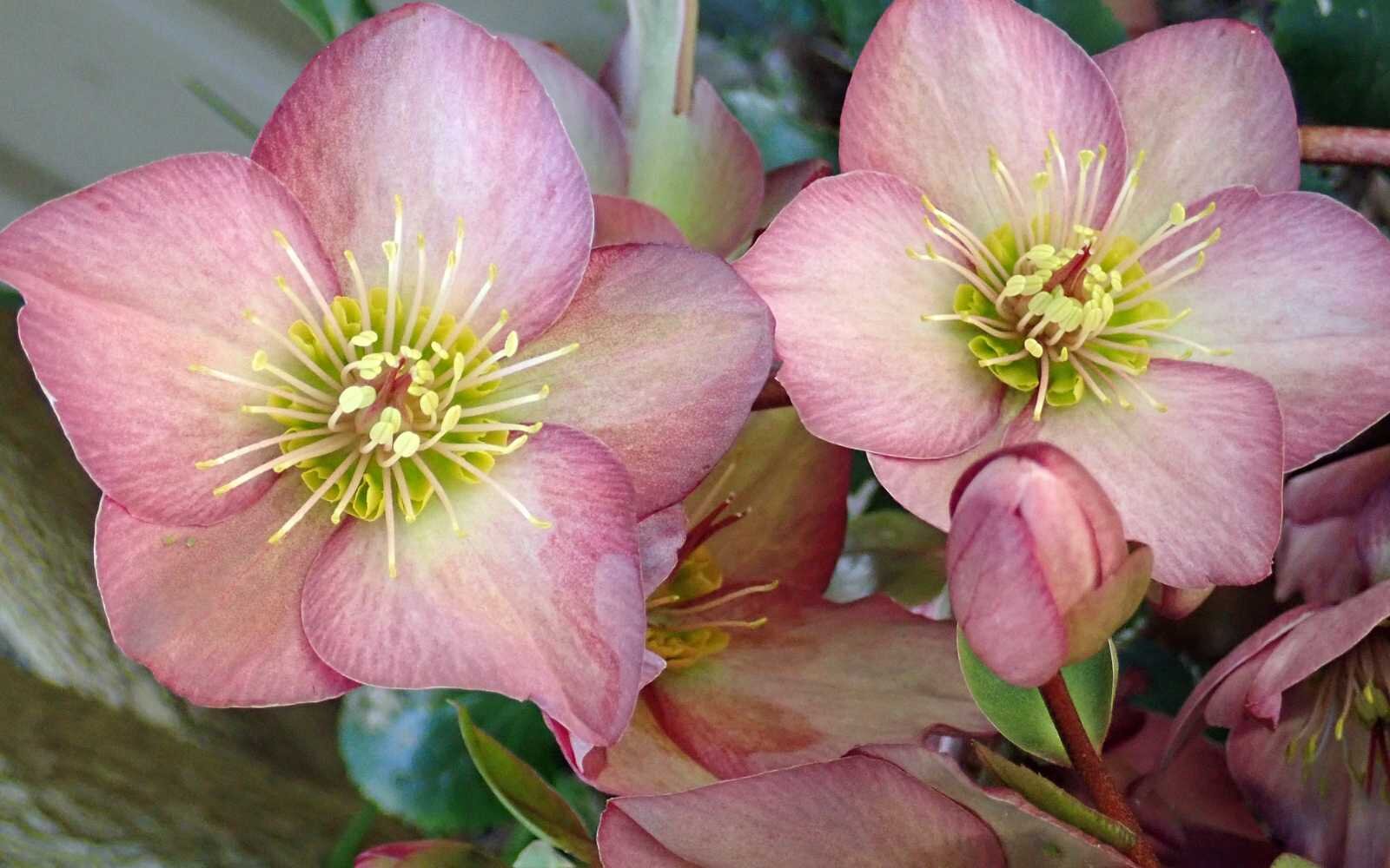 Penny's Pink Hellebore