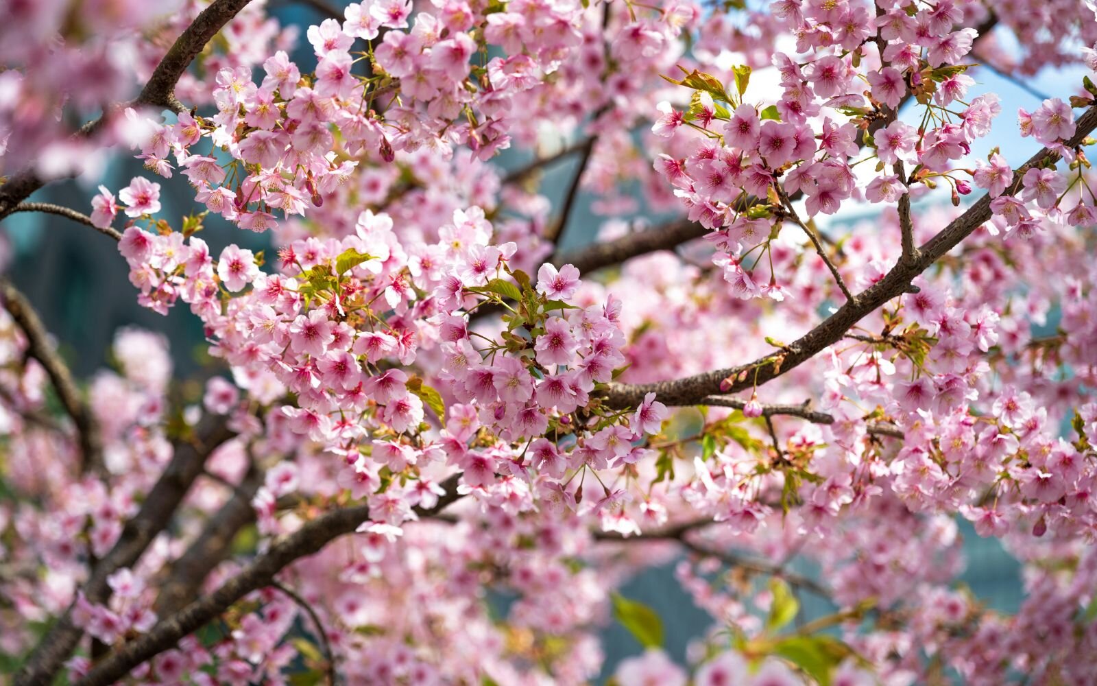 Penny's Pink Hellebore