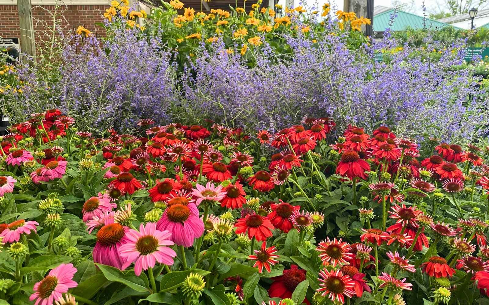Colorful coneflowers amid a sea of other perennials.