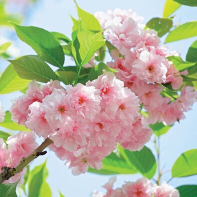 Close up of the double flowers of the Kwanzan Cherry Tree