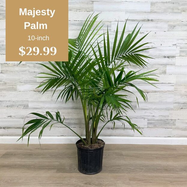 Majesty Palm 6-inch Pot $24.99 each