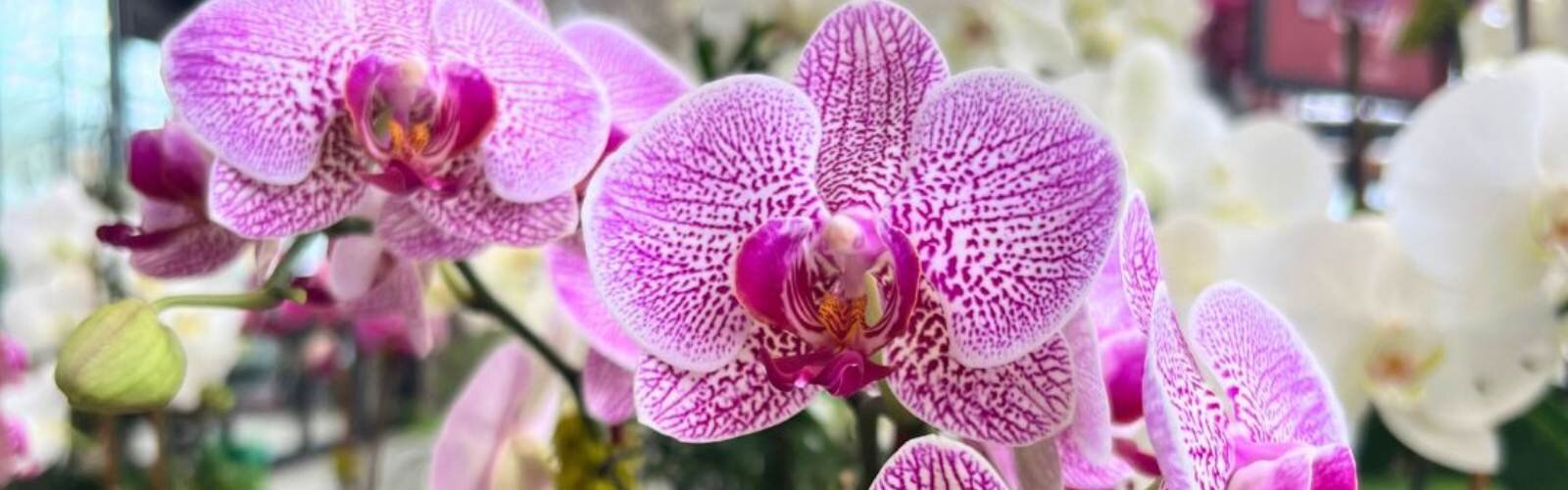 Close-up of a pink-purple flowering orchid flower