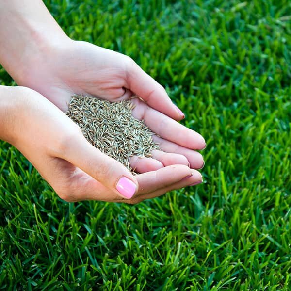 Woman holding grass seed in her hands over a lawn