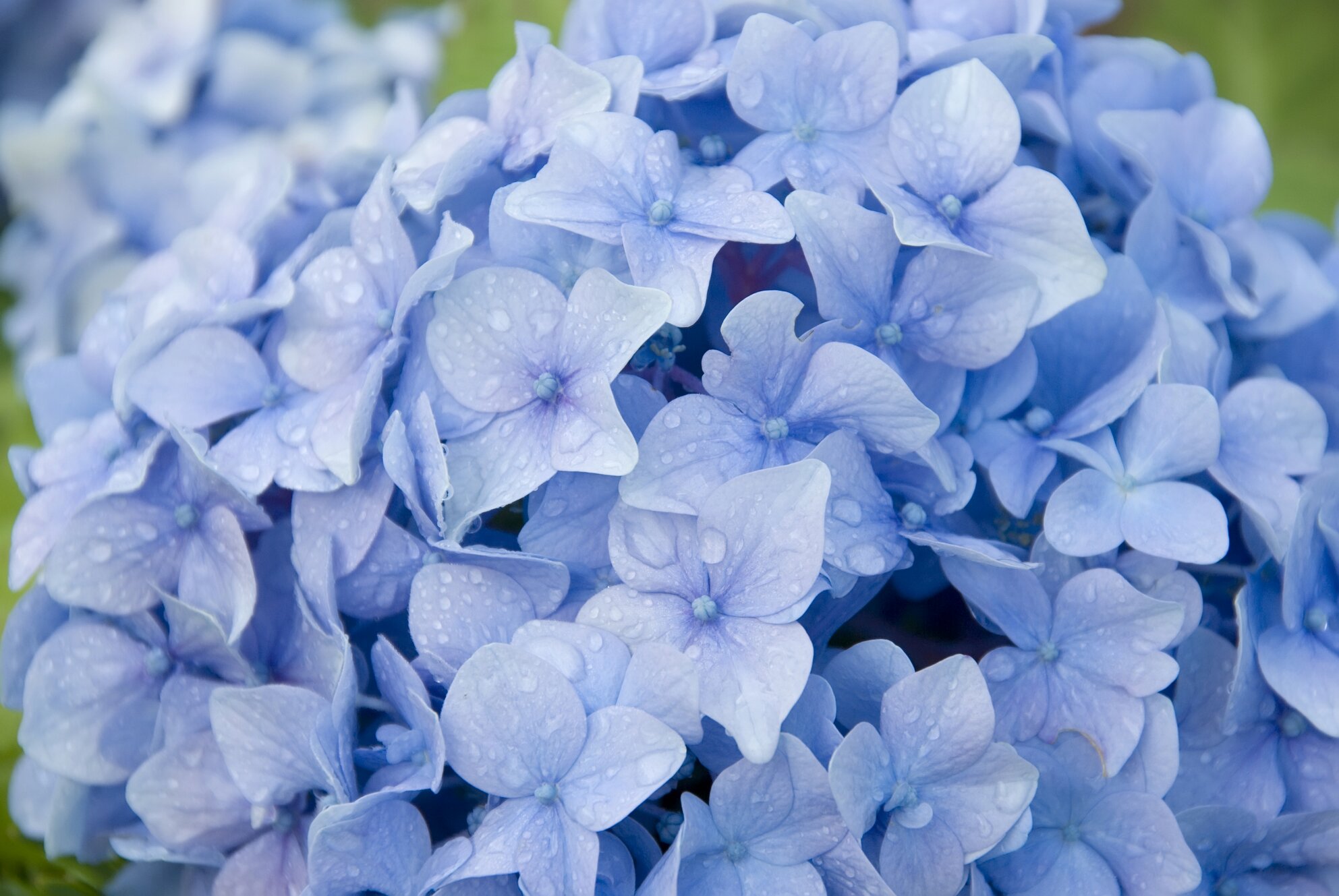 Blue flowering hydrangea close up