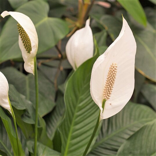 Close up of the white flowers of a peace lily