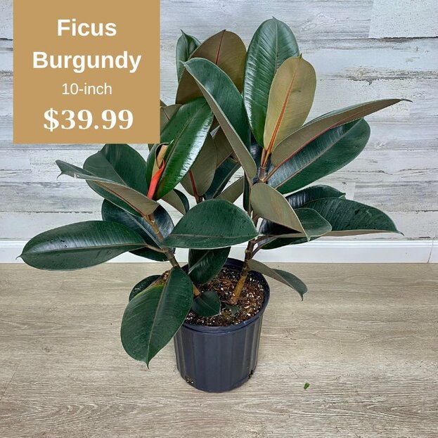 Ficus Burgundy 10