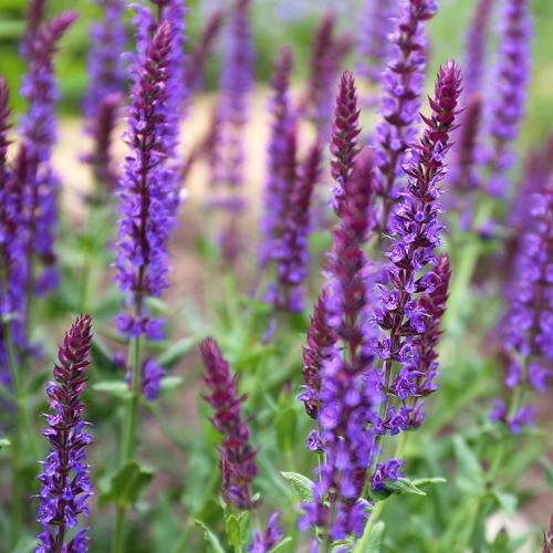 May Night Purple Salvia Perennial