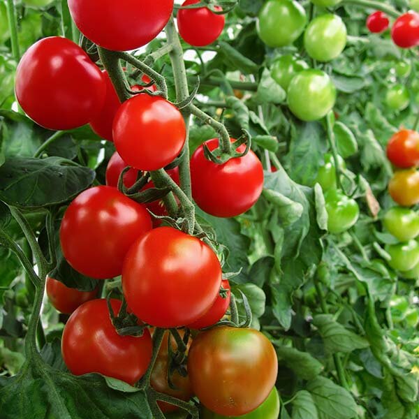 Close up of shiny cherry tomatoes on a vine
