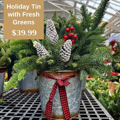 Holiday Tin with Fresh Cut Greens 