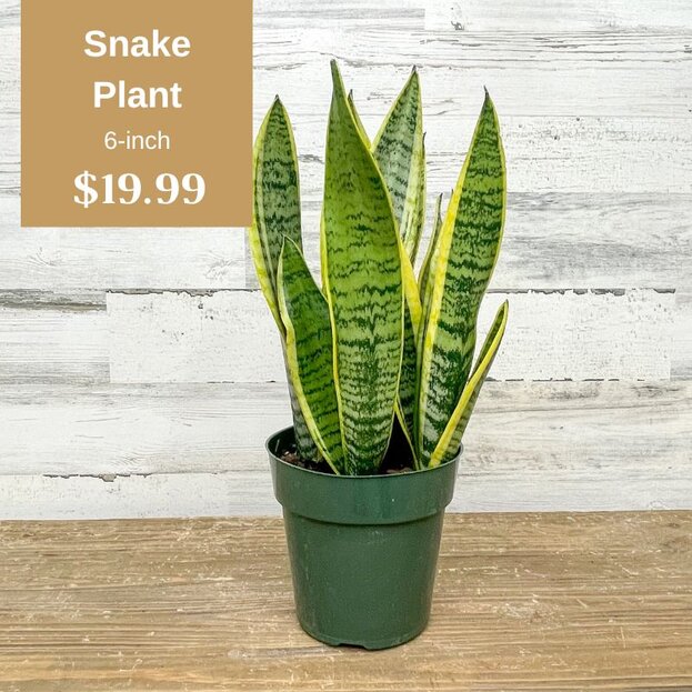 Snake Plant in a 6-inch pot for $19.99