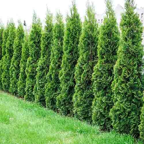 trees and shrubs arborvitae trees lining a fence for privacy