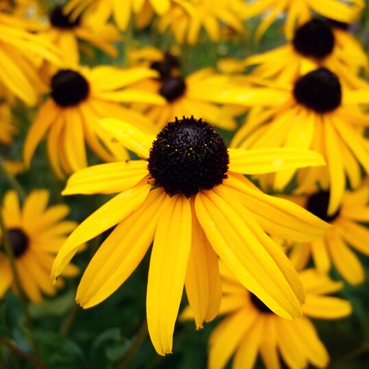 Close up of Black-Eyed Susan Perennial Plant