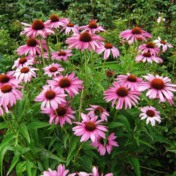 Coneflower Perennial Plant
