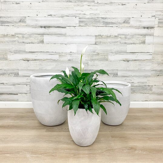 Medium Pots