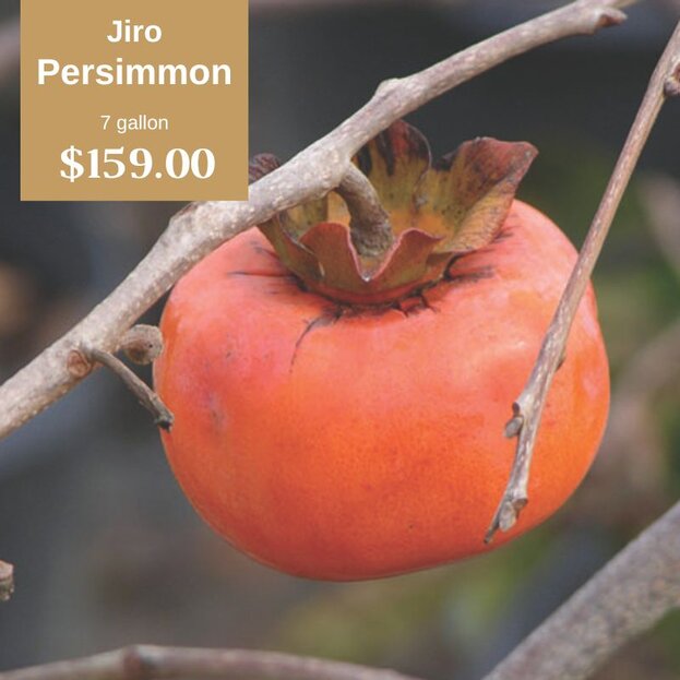 Jiro Persimmons 7 gallon $159.00