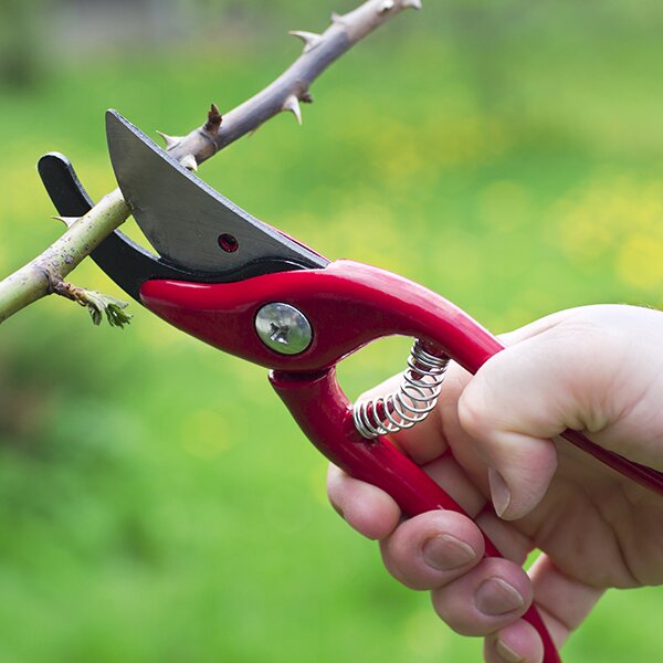 Red pruners cutting through a tree branch