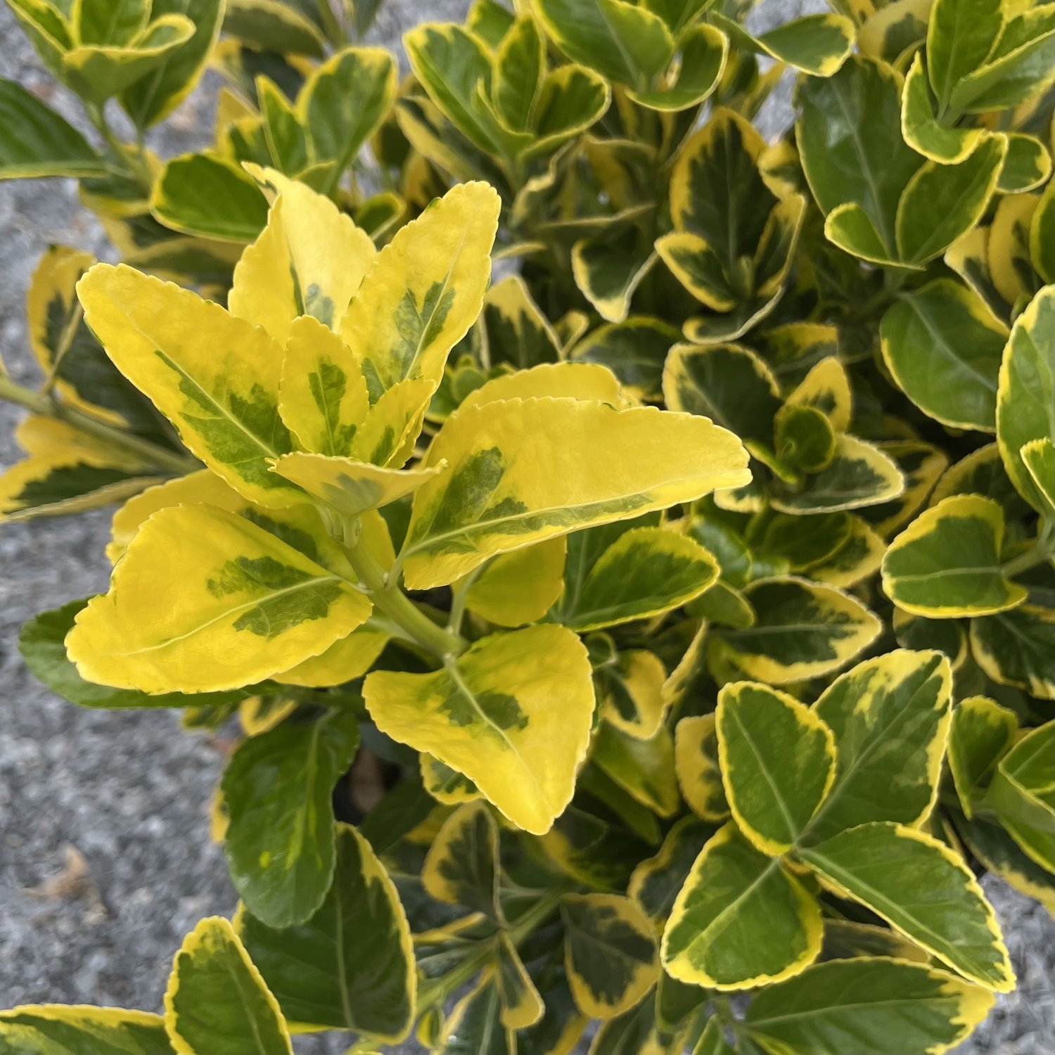 Golden Edge Euonymus Shrub