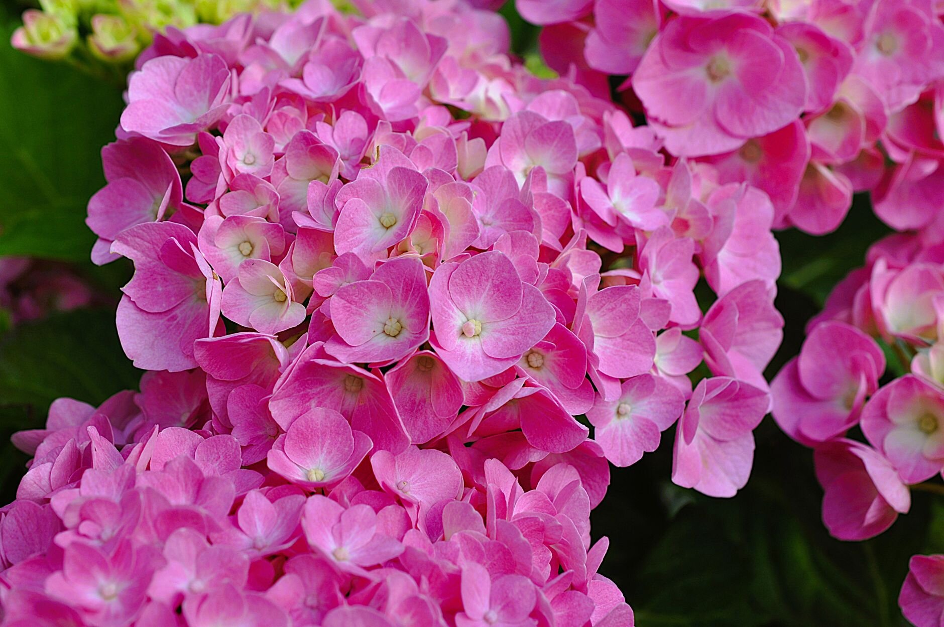 Blue flowering hydrangea close up