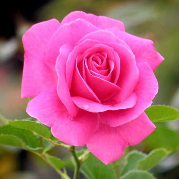 Colorful pink rose close up.