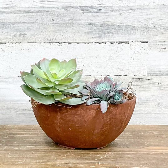 Succulents in a light brown planter
