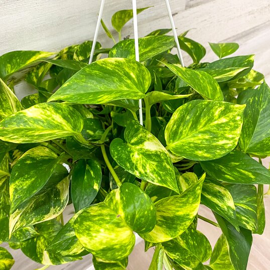 Golden Pothos with green and yellow leaves in an 8-inch hanging basket