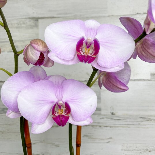 Close-up of a pink-purple flowering orchid flower